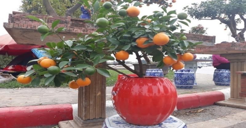 Các bước thay chậu cho cây đào sau tết đơn giản mà hiệu quả giúp cây có không gian phát triển rễ mới